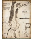 CP264C: CA, 1852, Nautical Chart of Humboldt Bay